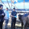 Plh Wali Kota Tasikmalaya Sidak Lapak Kurban, Pastikan Hewan Sehat dan Stok Aman Jelang Idul Adha