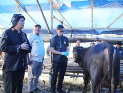 Plh Wali Kota Tasikmalaya Sidak Lapak Kurban, Pastikan Hewan Sehat dan Stok Aman Jelang Idul Adha